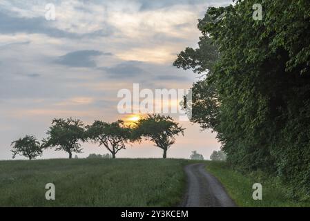 Wunderschöne Landschaft mit einer Reihe von Bäumen, einem Weg zwischen Wald und Wiese und einem Sommersonnenaufgang, in der Nähe von Schwabisch Hall, Deutschland, Europa Stockfoto