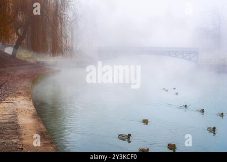 Melancholische Landschaft mit einem herbstlichen Willow auf der Seite der Ljubljanica, eine elegante Brücke über es und eine Herde von wilden Enten, alles shro Stockfoto