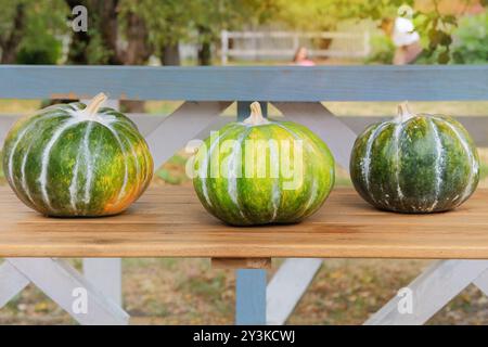 Kürbis in einem Herbstgarten. Verschiedene Kürbisse auf einem Holztisch gestapelt. Ernte- und Gartendekoration. Halloween-Symbole. Sonniger Tag. Stockfoto