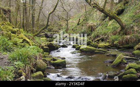 Ein Bach am Hügel, der durch moosige Felsen und Felsbrocken mit überhängenden Waldbäumen in dichtem Wald fließt Stockfoto