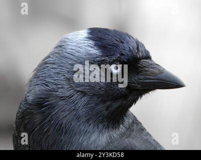 Nahaufnahme des Porträts einer Jackdaw mit Kopf, der den Rahmen füllt und auf die Kamera mit blauen Augen auf hellem Hintergrund blickt Stockfoto