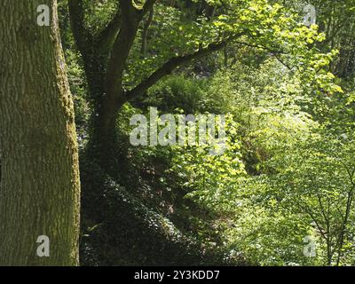 Ein Baumstamm vor einem dichten, verworrenen Wald mit lebhaftem Laub und hellem Sonnenlicht, das durch die Bäume scheint Stockfoto