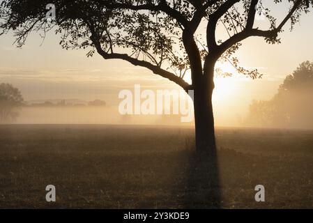 Traumhafte Atmosphäre mit der Silhouette eines Apfelbaums auf einer Wiese, während die Sonne an einem warmen Oktobertag in Deutschland durch den Nebel aufgeht Stockfoto