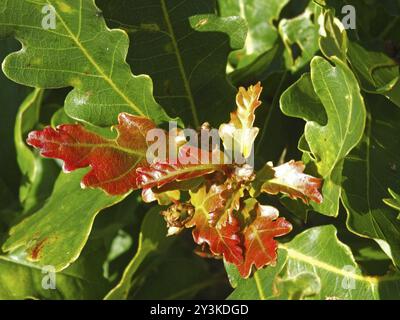 Eine Nahaufnahme der herbstlichen Eichenblätter, die an einem hellen sonnendurchfluteten Tag eine hellrote Farbe verfärben Stockfoto