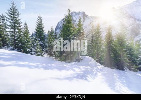 Winterlandschaft mit dem schneebedeckten Gipfel der Alpen und dem Tannenwald, beleuchtet durch die Sonnenstrahlen des Dezembers, in Ehrwald, Österreich, E Stockfoto