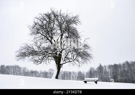 Minimalistische Winterlandschaft mit einem verschneiten Baum und einer Holzbank, auf einem schneebedeckten Hügel, bedeckter Himmel und weißer Umgebung, in Deutschland Stockfoto