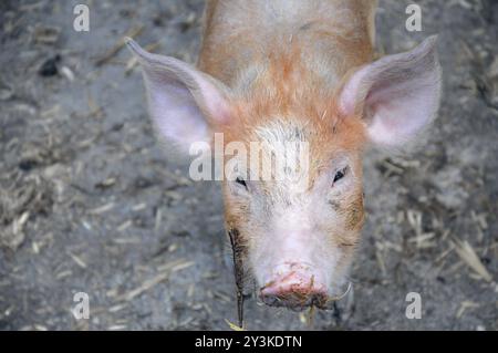 Lustiges rötliches Schwein aus der Tamworth-Rasse, das in die Kamera blickt, mit seiner dreckigen Schnauze voller Heu Stockfoto