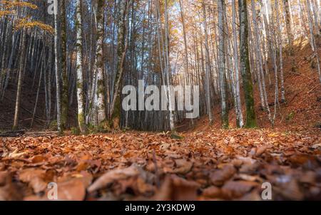 Bodenbild mit hohen Laubbäumen und einer Decke aus bunten Herbstblättern, an einem sonnigen Oktobertag in Füssen, Deutschland, Europa Stockfoto
