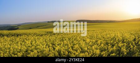 Panoramablick bei Sonnenuntergang, über Hügel blühender Rapskulturen in Südmähren, Bezirk Brünn, in Tschechien, an einem sonnigen Tag im Mai Stockfoto