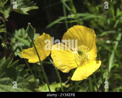 Nahaufnahme von zwei hellgelben walisischen Mohnblumen vor sonnendurchflutetem grünem Hintergrund mit Samenkapsel Stockfoto