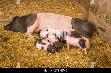 Weibliches Schwein vom Schwein Schwäbisch-Hall, einer deutschen Rasse, liegt auf Strohhalmen in seinem Bauernhof mit sechs Babyschweinen um ihn herum Stockfoto