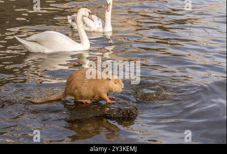 Bild mit einem nutrias (oder Nutria) bleiben auf einem Felsen in der Mitte der Wasser und ein paar Schwäne schwimmen hinter sich. Bild auf der Moldau unternommen Stockfoto