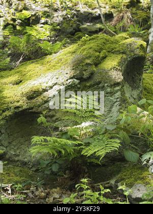 Eine Nahaufnahme eines grünen Moos- und Flechtenfelsens, umgeben von Farnen und Pflanzen im hellen Frühlingssonnenlicht auf einem Waldboden Stockfoto