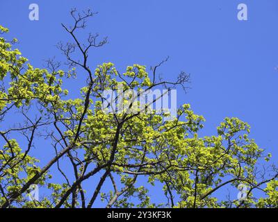 Hellgrüne Blätter des neuen Frühlings wachsen auf den Zweigen einer Buche mit hellblauem sonnendurchflutetem Himmel Stockfoto