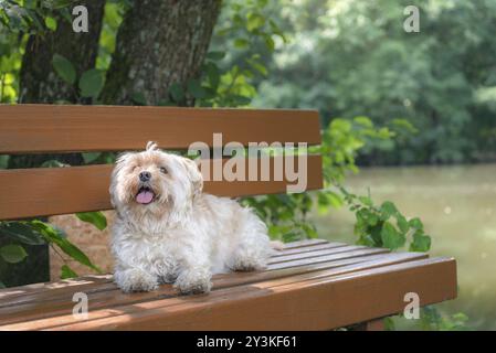 Niedlicher kleiner Havaneser Bichon-Hund, mit der Zunge nach oben, auf einer Holzbank in der Natur sitzend, aufblickend, entspannend, an einem sonnigen Sommertag Stockfoto