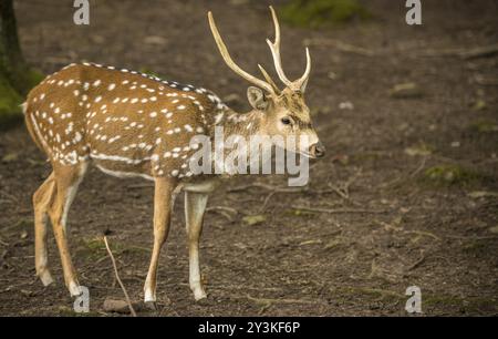 Profilbild mit einem niedlichen Bock aus der Axis Deer Specie, auch bekannt als Chital oder Spoted Deer. Aufgenommen in Pforzheim, Deutschland, Europa Stockfoto