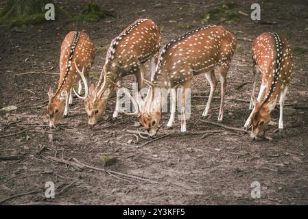 Niedliches Tierbild mit zwei Böcken und zwei Hirschen, die in einer Reihe ausgerichtet sind, während sie Futter suchen und essen Stockfoto