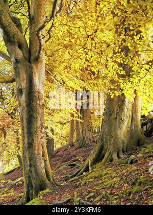 Hohe Waldbäume auf einem steilen Hügel mit Sonnenlicht durch goldorange Herbstblätter Stockfoto