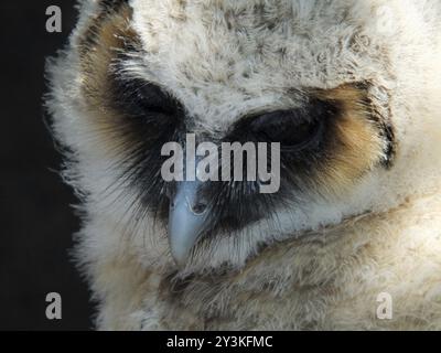 Junge Babyeule Langhörer Scheune Stockfoto