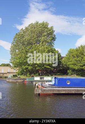 Alte schmale Boote, die zu Hausbooten umgebaut wurden, liegen im Yachthafen im brighouse Basin in West yorkshire, umgeben von Bäumen und einem hellen, sonnigen blauen Himmel Stockfoto