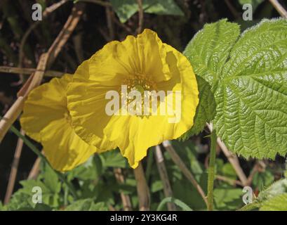 Eine Nahaufnahme von zwei hellgelben walisischen Mohnblumen mit umliegenden grünen Blättern im Frühlingssonnenlicht Stockfoto