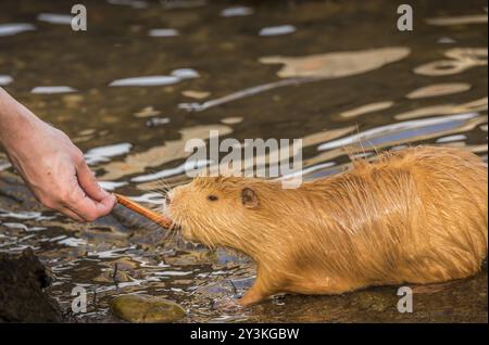 Bild mit einer orangen Flussratte, die ein Stück Karotte aus der Hand eines Mannes isst. Foto am Ufer der Moldau in Prag, Tschechische Republik, Stockfoto