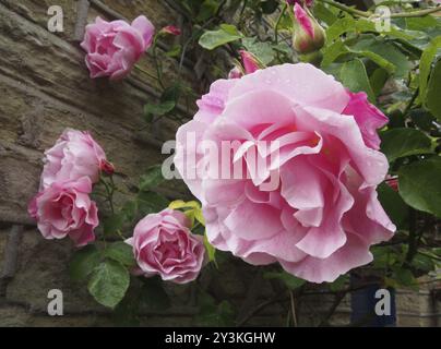 Große rosa Rosen in Blüte und Blütenpracht bedeckt mit Regentropfen klettern an einer Steinmauer in einem Garten hinauf Stockfoto
