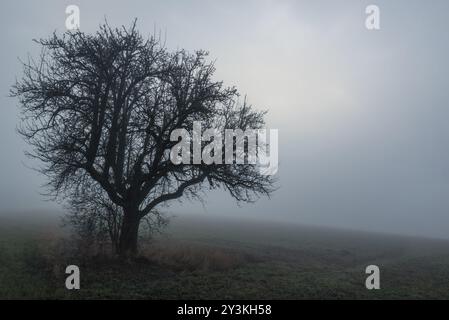 Düstere Landschaft mit einem einzigen Baum, ohne Blätter, auf einem gefrorenen Feld, im Morgennebel, an einem kalten Wintertag Stockfoto