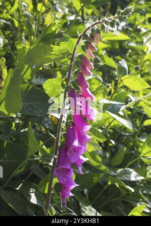 Violette Fuchshandschuhe wachsen in sonnendurchfluteten Frühsommer-Wäldern Stockfoto