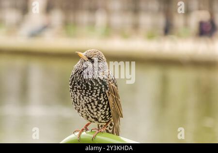 Bild mit einem kleinen Vogel und gesprenktem Gefieder, dem gewöhnlichen Starling, wissenschaftlich Sturnus vulgaris genannt Stockfoto