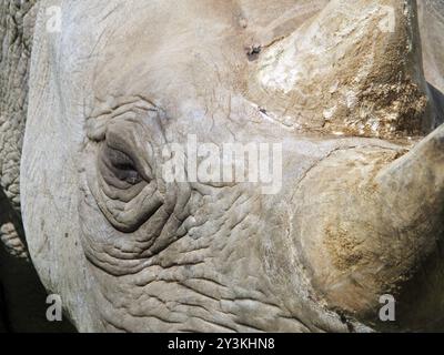 Eine Vollbild-Nahaufnahme des Gesichts eines Nashorns mit Auge und Horn Stockfoto