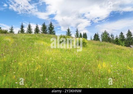 Wunderschöne Sommerlandschaft mit einem Hügel mit grünem Gras und bunten Feldblumen, umgeben von Tannen, in Sadova, Rumänien, Europa Stockfoto