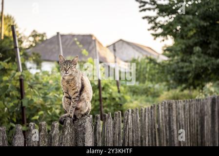 Erwachsene Katze sitzt auf einem verwitterten Holzzaun in einer Landschaft Stockfoto