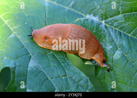 Die invasive gebietsfremde Art Arion lusitanicus (oder vulgaris), auch bekannt unter dem gebräuchlichen Namen Portugiesische Schnecke, ist eine Art der luftatmenden Landschnecke. Ein pla Stockfoto