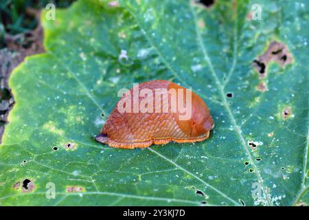 Die invasive gebietsfremde Art Arion lusitanicus (oder vulgaris), auch bekannt unter dem gebräuchlichen Namen Portugiesische Schnecke, ist eine Art der luftatmenden Landschnecke. Ein pla Stockfoto