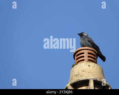 Ein gewöhnlicher eurasischer Jackdaw auf einem Kamin mit hellblauem Himmel Stockfoto