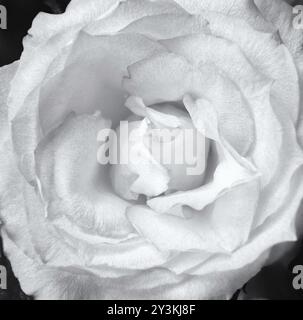 Nahaufnahme einer blassen weißen Rose Stockfoto
