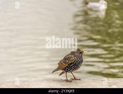 Bild mit einem kleinen Vogel und gesprenktem Gefieder, dem gewöhnlichen Starling, wissenschaftlich Sturnus vulgaris genannt Stockfoto