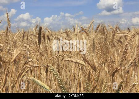 Weizen eingereicht Stockfoto