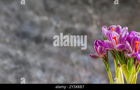 Frische Frühlingsblumen Krokusse Nahaufnahme, mit Platz für Text auf einem Betonhintergrund im Licht der Sonnenstrahlen. Stillleben Foto. Selektiv f Stockfoto
