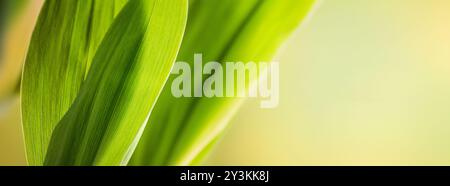 Natürlicher Hintergrund, Pflanzenblatt Nahaufnahme mit selektivem Fokus auf einer Frühlingswiese. Natürliches Banner mit Kopierraum für Text Stockfoto