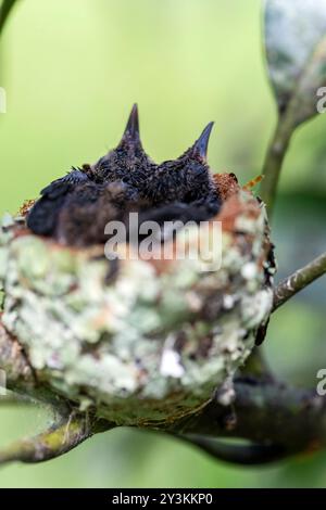 Nest mit Kolibris im peruanischen Dschungel Stockfoto