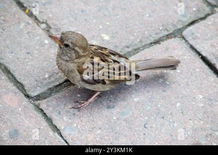 Ein kleiner Spatzen auf dem Boden Stockfoto