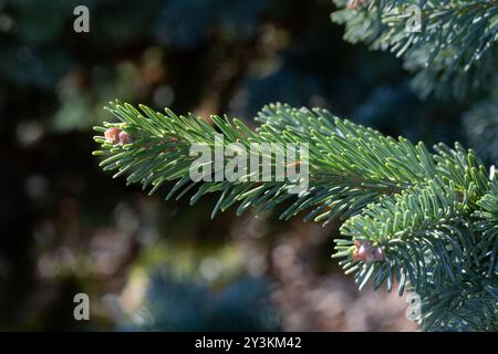 Nahaufnahme eines Zweiges der Kompaktrindentanne (Abies lasiocarpa var. Arizonica 'Compacta') in einem Garten im Spätsommer Stockfoto