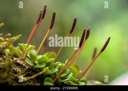Bryum capillare im amazonaswald Stockfoto