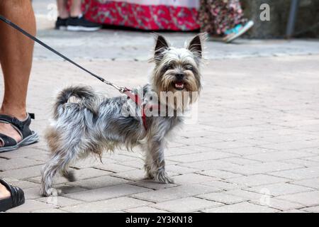 Ein kleiner Hund in der Stadt mit seinem Besitzer an der Leine Stockfoto