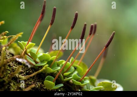 Bryum capillare im amazonaswald Stockfoto