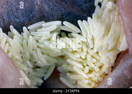 Fliegeneier der grünen Flaschenfliege (Lucilia sericata) auf dem Müll, Lebensmittelverpackung. Stockfoto