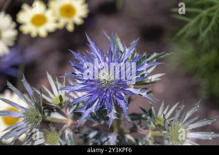 Metallisch blaue Blume von Eryngium oder Sea stechpalme im Sommer, Nahaufnahme Stockfoto