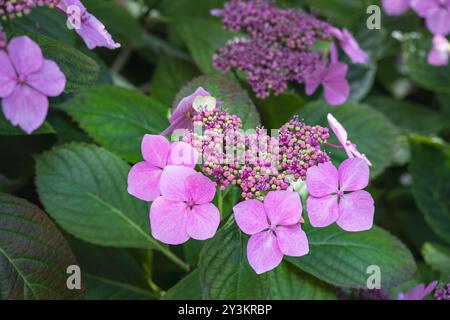 Schöne rosa Blüten der Hortensie oder Hortensie macrophylla im Sommer, Nahaufnahme Stockfoto